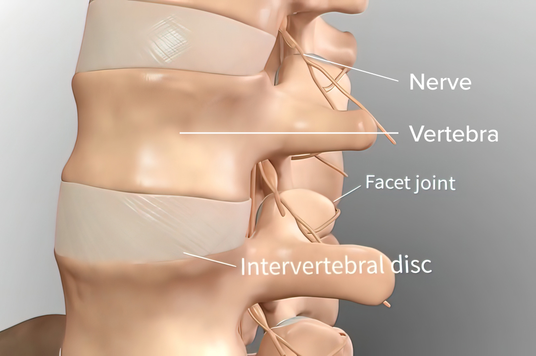 Lower back anatomy